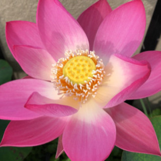 茶碗蓮　1株　苗（蓮根）の画像
