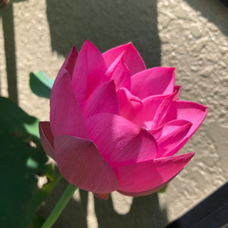 茶碗蓮　1株　苗（蓮根）の画像