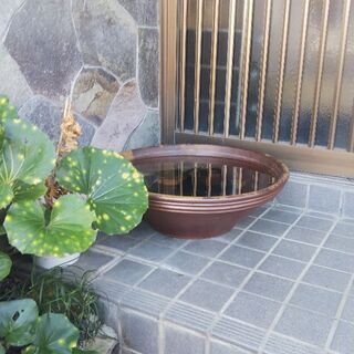 睡蓮鉢 久松壺 火鉢の画像
