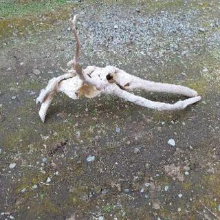 流木