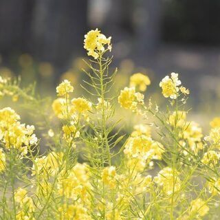2/28 万博記念公園でお花、スナップ、ポートレート撮影をご一緒...
