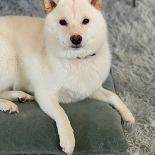 【募集停止】柴犬（白）9ヶ月