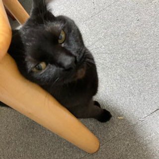 にゃんこ(女の子)飼い主様募集☺️