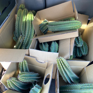 柱サボテン🌵（トゲあり）