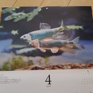 サンシャイン水族館　2021生物カレンダー（未使用）の画像