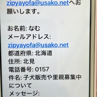 プードル　グレーの毛色　男の子