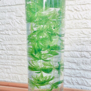 水草🌱マツモ