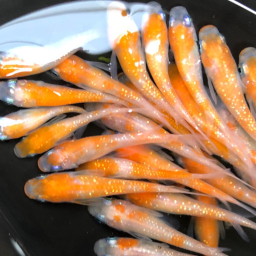 【ネット決済】紅白ラメめだか　15匹　送料込み5000円
