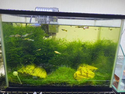 グッピー水槽 熱帯魚用品