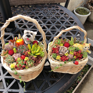 多肉植物寄せ植え　ワンちゃん&猫ちゃんバスケット　管理書付