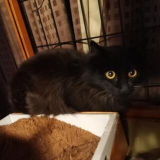 チョコレートペルシャ猫MIXの優雅な♂ゴールド君1歳半