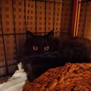 チョコレートペルシャ猫MIXの優雅な♂ゴールド君1歳半 - 港区