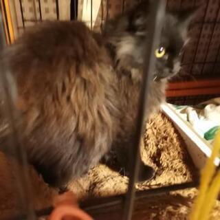 チョコレートペルシャ猫MIXの優雅な♂ゴールド君1歳半 - 里親募集