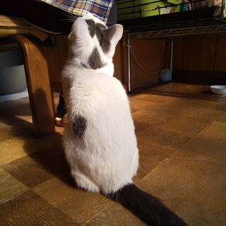 ３日間、がまんしてください！