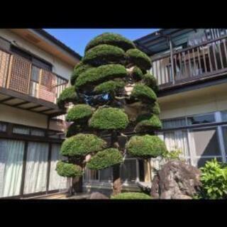 🌴お庭の剪定、伐採、除草、消毒　1本でもOKです🎄 - 笛吹市