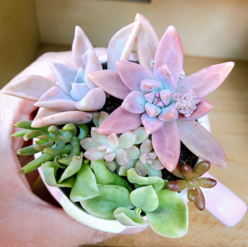 ★このまま飾れる★多肉植物 寄せ植え ハローキティちゃん 楽天市場】【ハローキティサボテン3種】 プレゼント ギフト メッセージ 