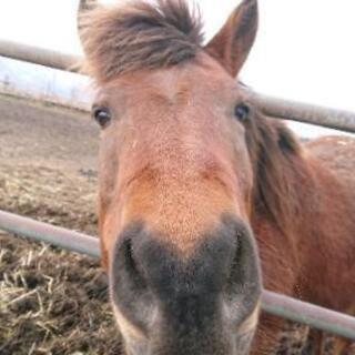 動物、特に馬が好きな人へ🐴🐴