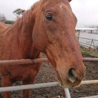 動物、特に馬が好きな人へ🐴🐴 - 阿蘇郡