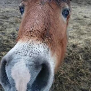 動物、特に馬が好きな人へ🐴🐴 − 熊本県