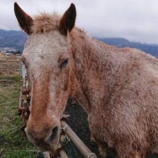 動物、特に馬が好きな人へ🐴🐴 - 友達