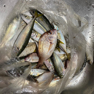 釣り行きたー