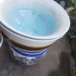 きれいな睡蓮鉢の画像