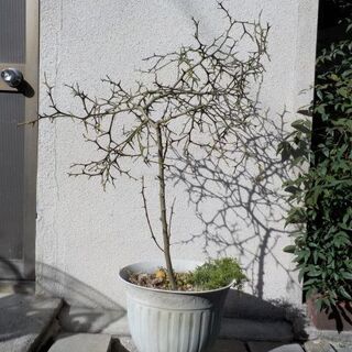 カラタチの中古が安い!激安で譲ります・無料であげます|ジモティー カラタチの中古が安い!激安で譲ります・無料であげます|ジモティー