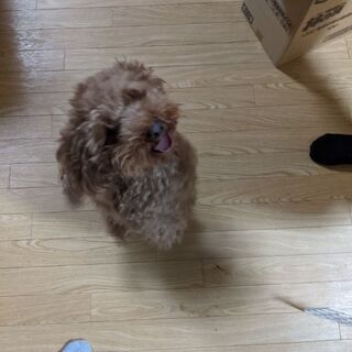 3歳　トイプードル