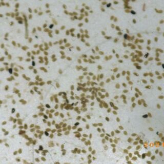 スカシタマミジンコの耐久卵を約1000房の画像