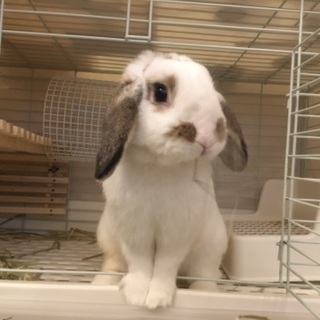 【里親さん見つかりました！ありがとうございました。】必ず、大切に...