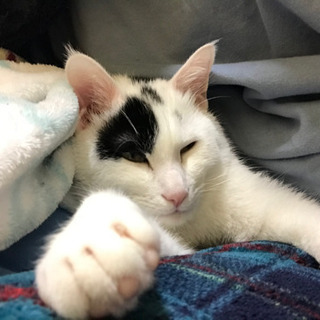猫　ディズニー好きな人　友達応募します - 練馬区
