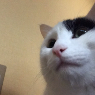 猫　ディズニー好きな人　友達応募します