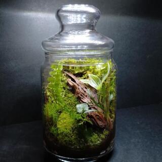 森の鼓動➄、苔テラリウム