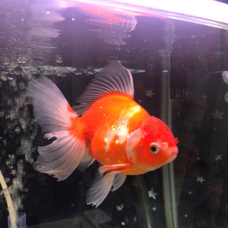 タイ産　オランダシシガシラ　ハーフムーンテール の画像