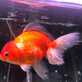 タイ産　オランダシシガシラ　ハーフムーンテール の画像