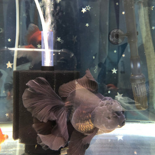 中国産　ローズテールオランダ♀黒の画像