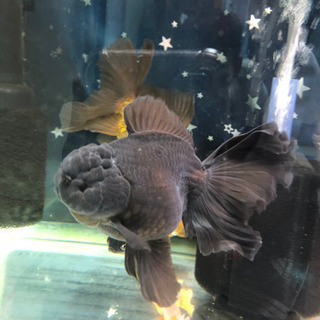 中国産　ローズテールオランダ♀黒の画像