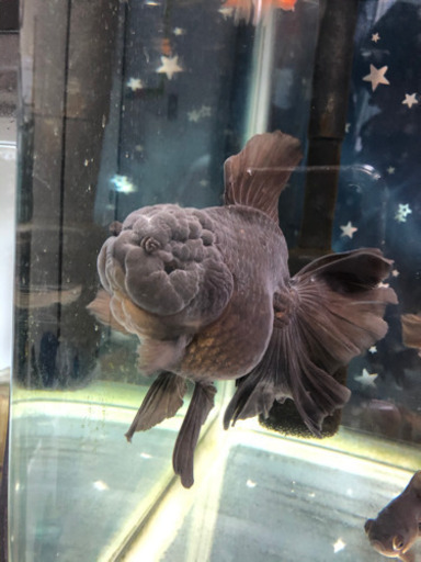 中国産　ローズテールオランダ♀黒