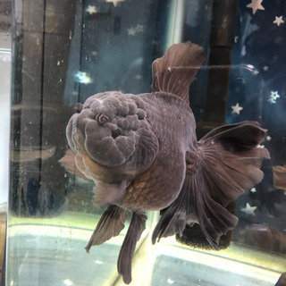 中国産　ローズテールオランダ♀黒の画像