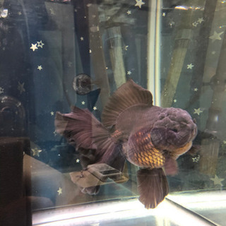 中国産　ローズテールオランダ♀黒の画像