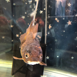 タイ産　オランダシシガシラ　ハーフムーンテール❹の画像