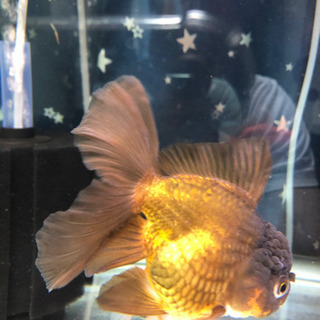 タイ産　オランダシシガシラ　ハーフムーンテール❹の画像