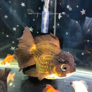 タイ産　オランダシシガシラ　ハーフムーンテール❹の画像