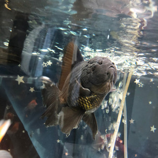 中国産　ローズテールオランダ♂ 黒の画像