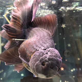 中国産　ローズテールオランダ♂ 黒の画像