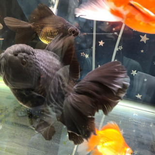 中国産　ローズテールオランダ♂ 黒の画像