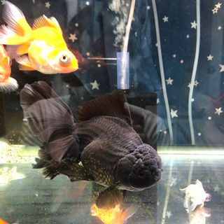 中国産　ローズテールオランダ♂ 黒の画像