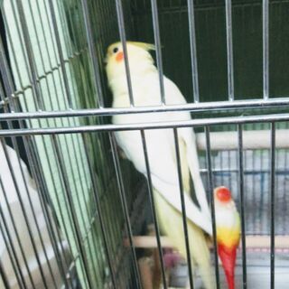 オカメインコが逃げてしまいました。