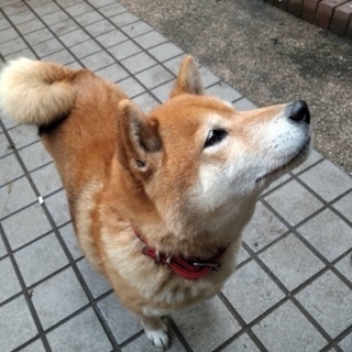 可愛い柴犬です　メス4才10ヶ月