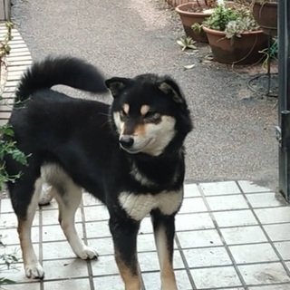 可愛い柴犬です メス4才3ヶ月